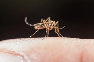 ¿Cómo prevenir el Dengue, el Zika y el Chikungunya?